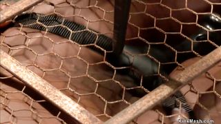 Ebony in back arch bondage zipper