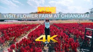 VLOG - 4K - Visit Flower Garden at Chiangmai พาไปเสียวที่สวนดอกไม้