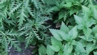 Outdoor She knows how to suck my cock