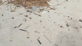 I LOVE YOUR CUM DRIPPING TO MY TITS! beach blowjob