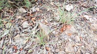 walking in the forest and fucking cum gets a creampie. doggystyle