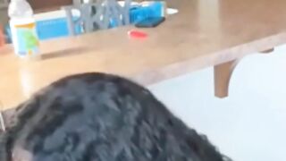 Ebony Teen Sucking BBC